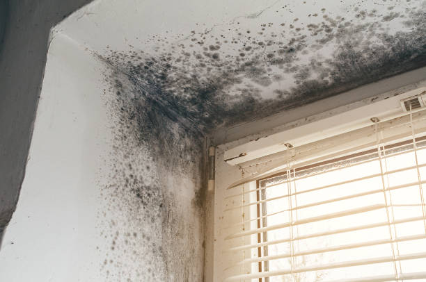 Affordable Mold Cleanup solutions in Westville, IL